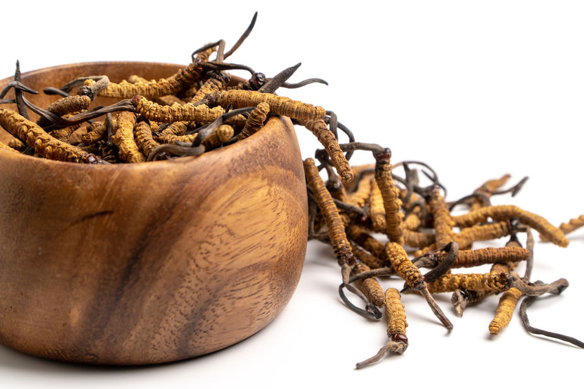 Cordyceps sinensis CS-4
